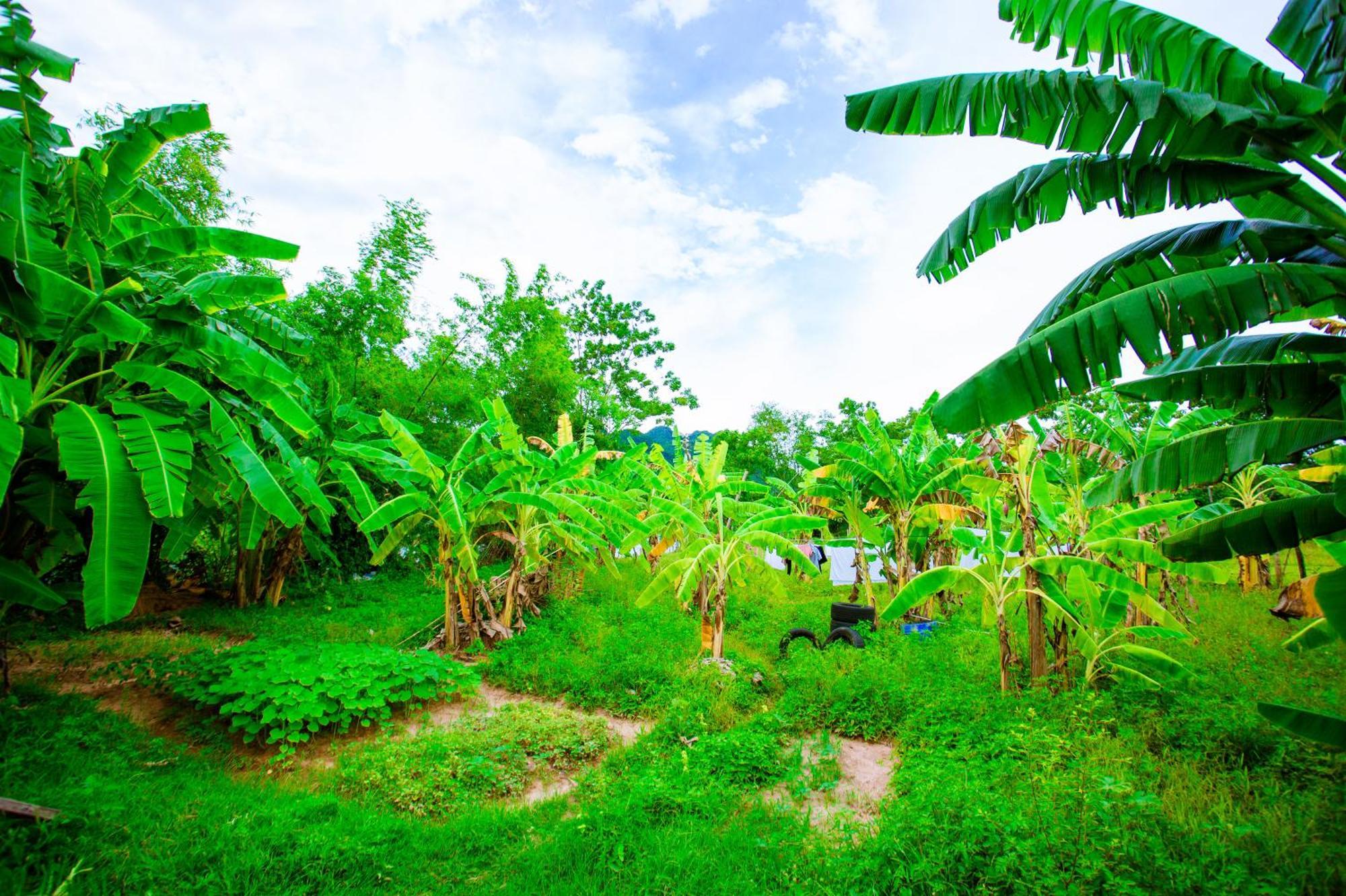 Phong Nha A Little Leaf Homestay Exterior foto
